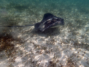3.5 foot (across) Sting Ray. 